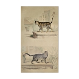 Original zoological plate of 1839 " domestic cat & angora "