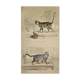 Planche zoologique originale de 1839 " chat domestique & angora "
