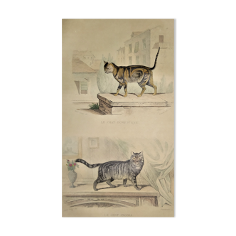 Original zoological plate of 1839 " domestic cat & angora "