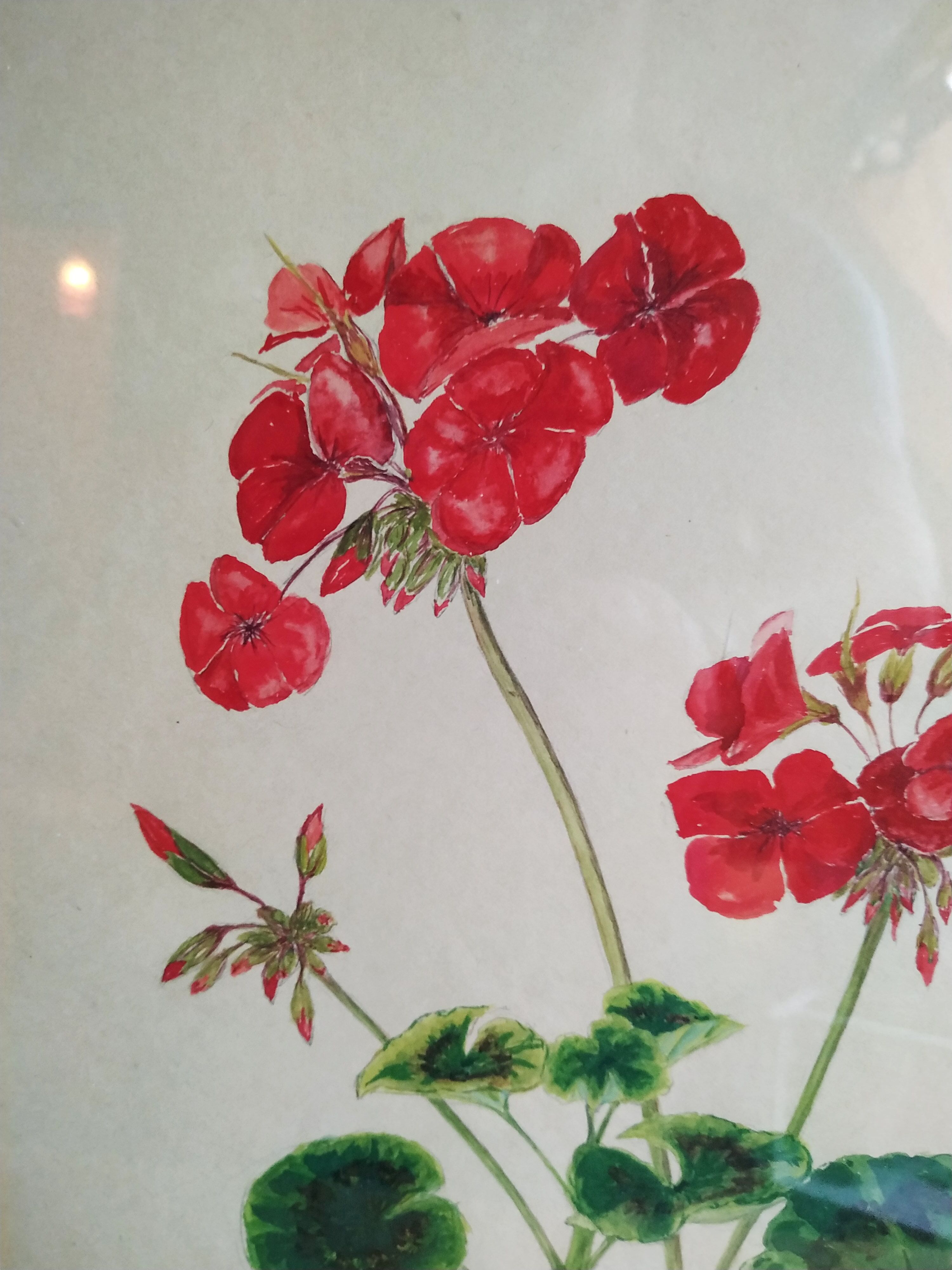 Pélargonium gouache by Richard coggan