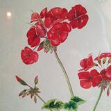 Pélargonium gouache de Richard coggan