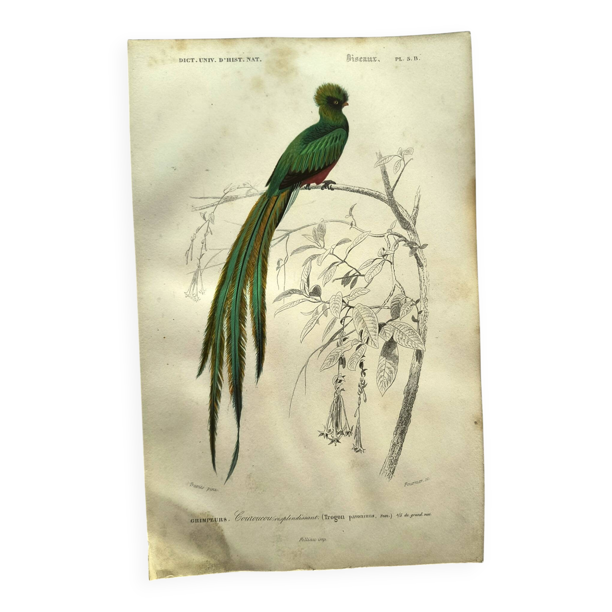 Planche ancienne 1849 - Couroucou par E.Travies - Gravure oiseaux naturel