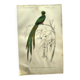 Planche ancienne 1849 - Couroucou par E.Travies - Gravure oiseaux naturel