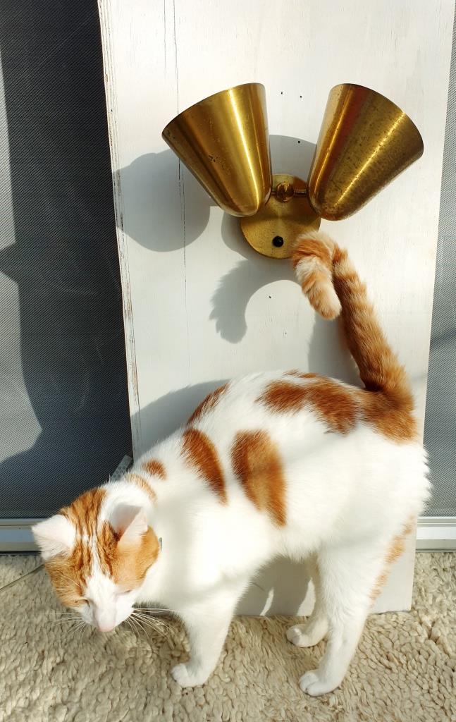 Double wall lamp adjustable brass cocottes