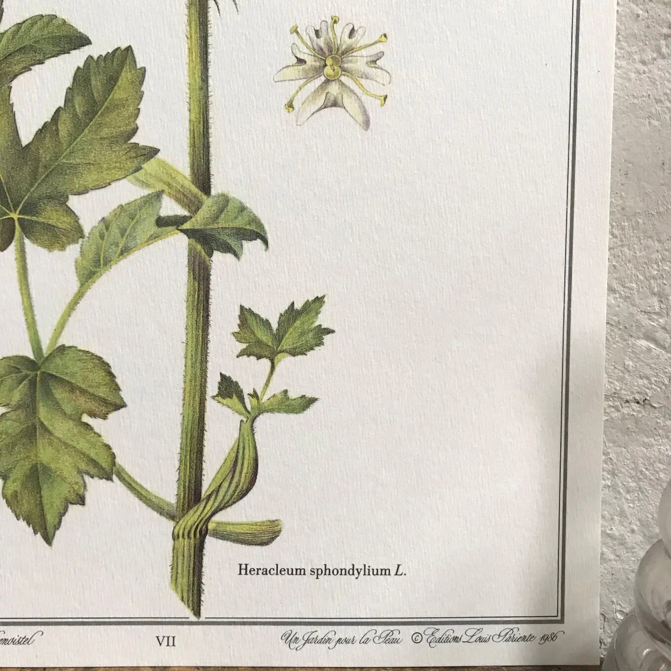 Botanical plate the great Berce