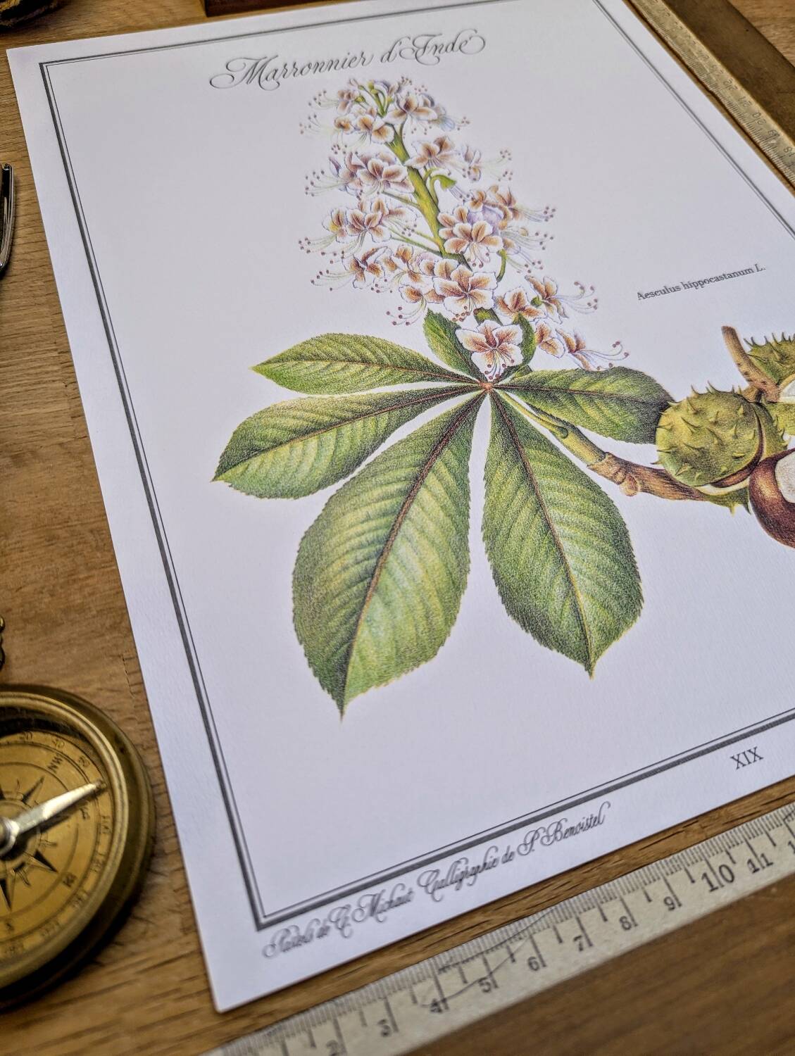Printed in 1986, the Horse Chestnut. Vintage Botany.
