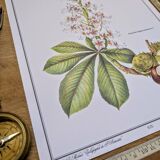 Printed in 1986, the Horse Chestnut. Vintage Botany.