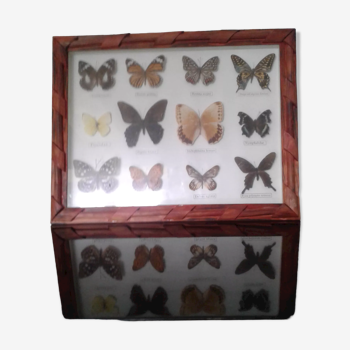 Butterfly frame under glass