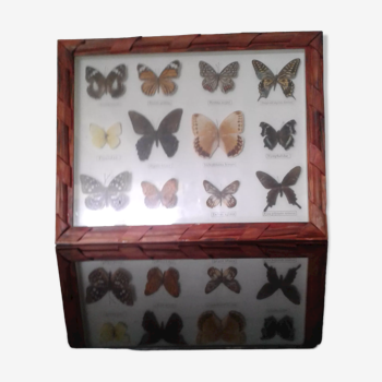Cadre de papillons sous verre