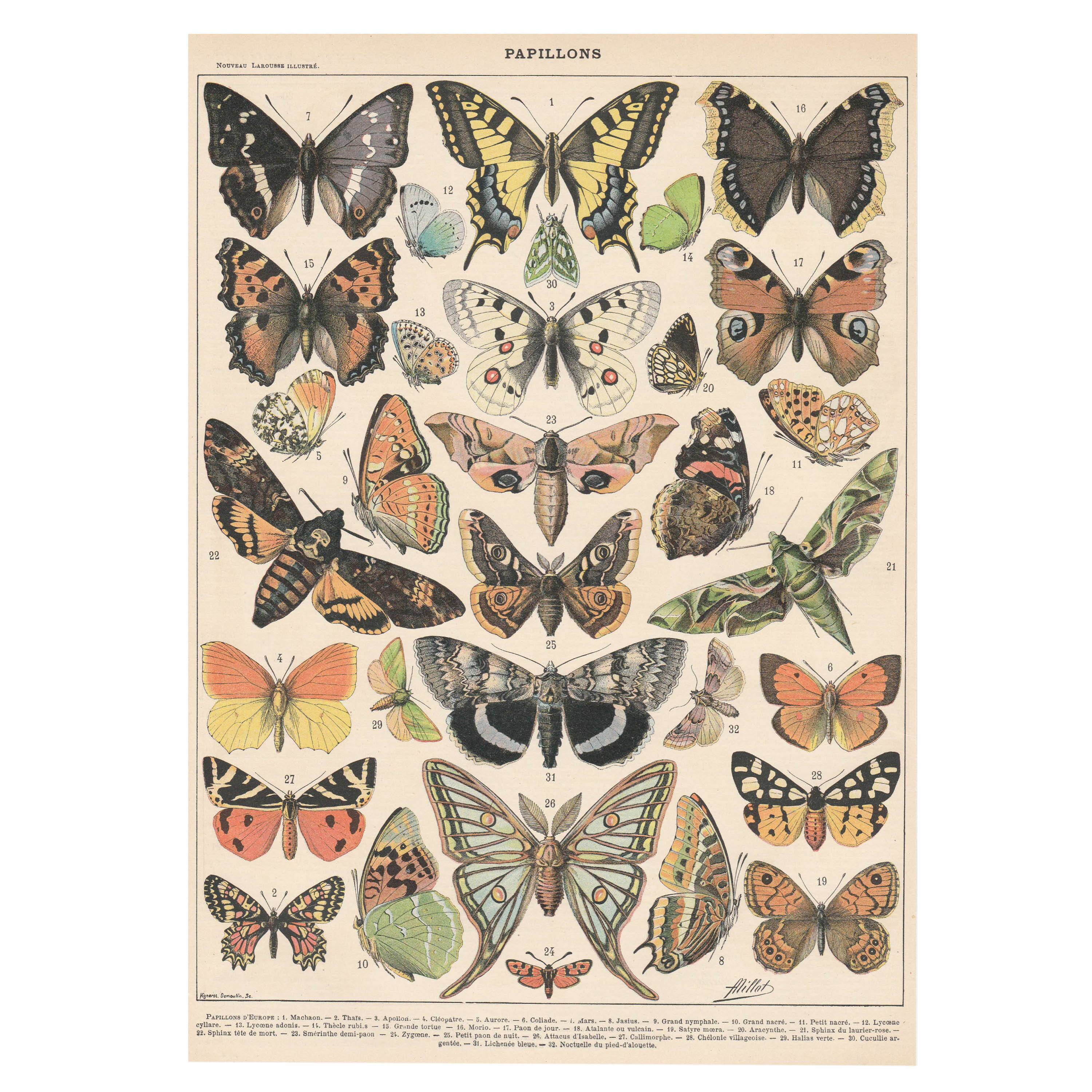 Lithograph plate butterflies of Europe 1900