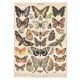 Lithograph plate butterflies of Europe 1900