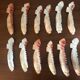 Series of 12 shell knife holders