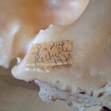 Large vintage conch