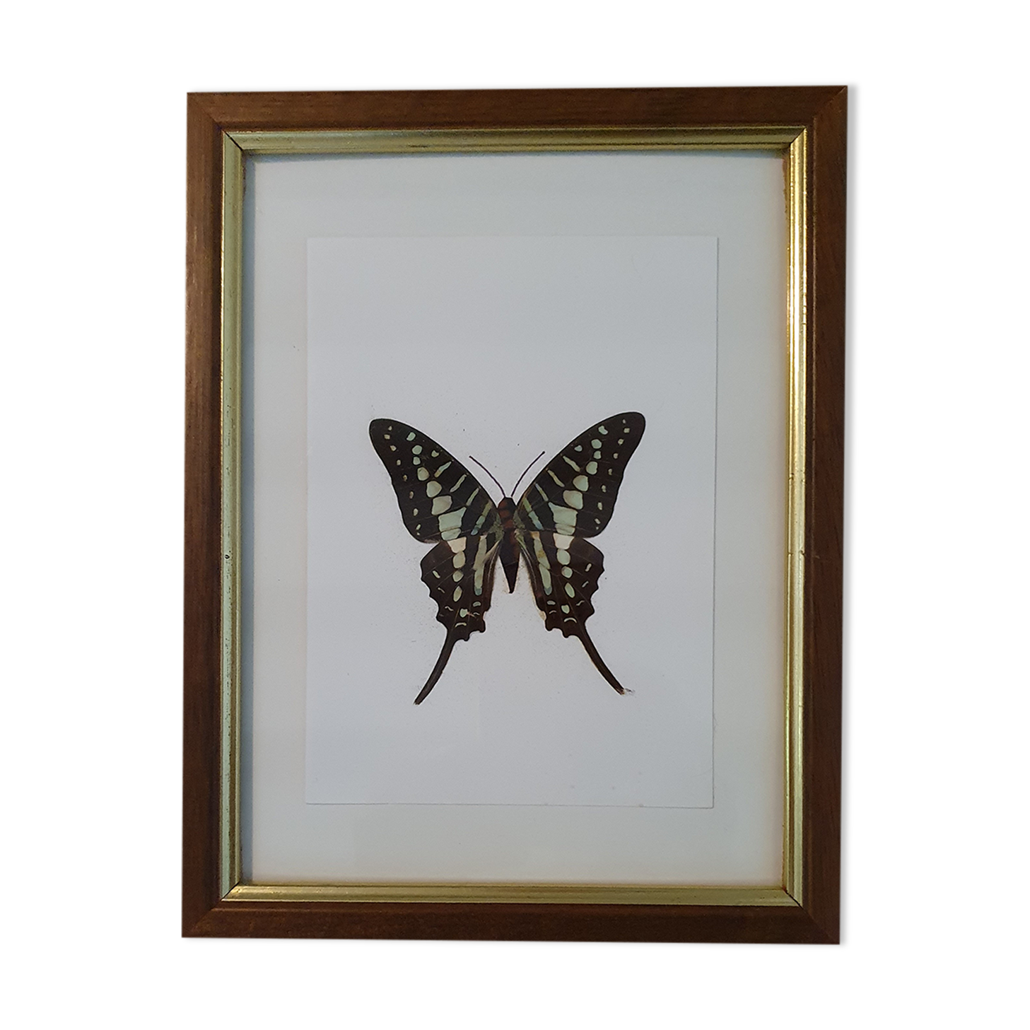Naturalized butterfly in its old wooden frame