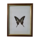 Naturalized butterfly in its old wooden frame