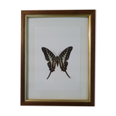 Naturalized butterfly in its old wooden frame