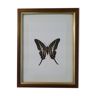 Naturalized butterfly in its old wooden frame