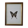 Naturalized butterfly in its old wooden frame