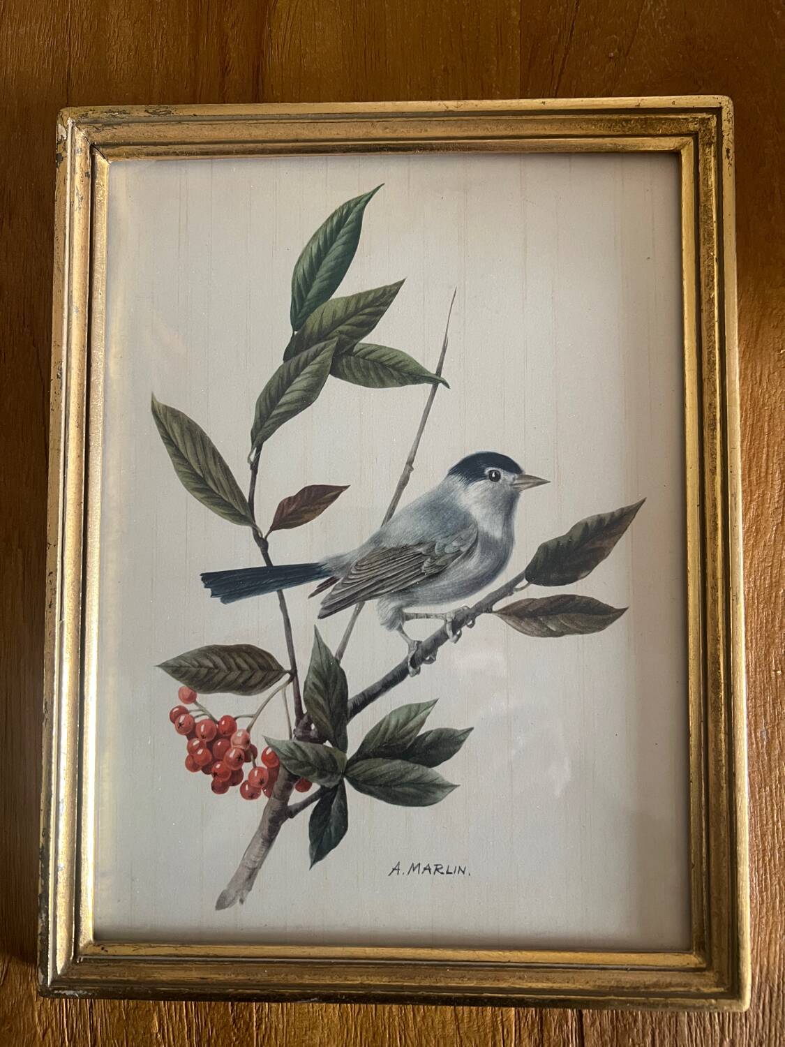 Set of four ornithological engravings signed À. Marlin, 1950.