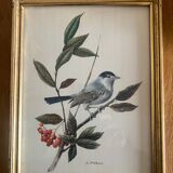Set of four ornithological engravings signed À. Marlin, 1950.