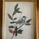Set of four ornithological engravings signed À. Marlin, 1950.