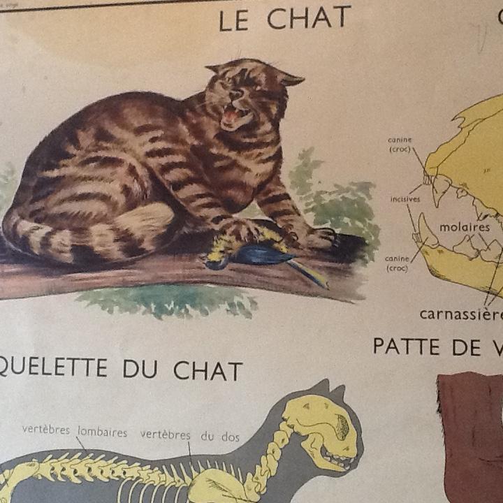 Poster teaching years 60 the monkey / cat