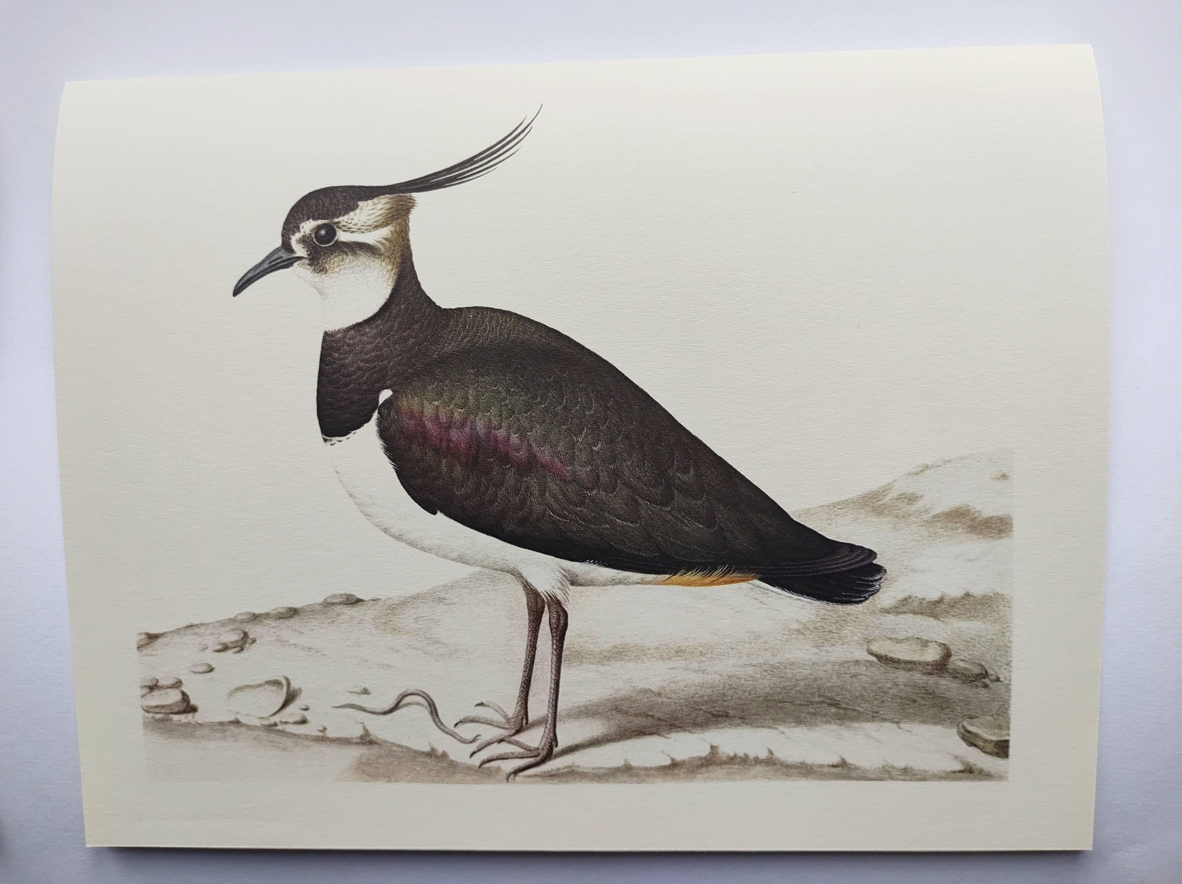 Antique bird plate - Northern Lapwing - Vintage nature illustration
