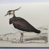 Planche oiseau ancienne -Vanneau huppé- Illustration Vintage nature