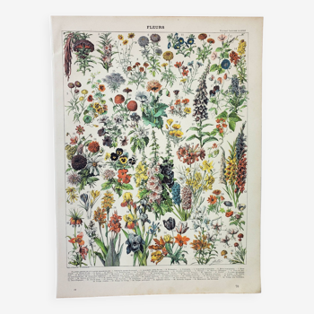 Gravure ancienne 1898, Fleurs et plantes 1 (annuelles), botanique • Lithographie, Planche originale,