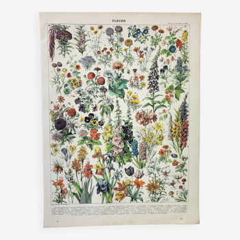 Old engraving 1898, Flowers and plants 1 (annuals), botany • Lithograph, Original plate,