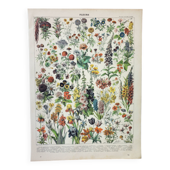 Gravure ancienne 1898, Fleurs et plantes 1 (annuelles), botanique • Lithographie, Planche originale,