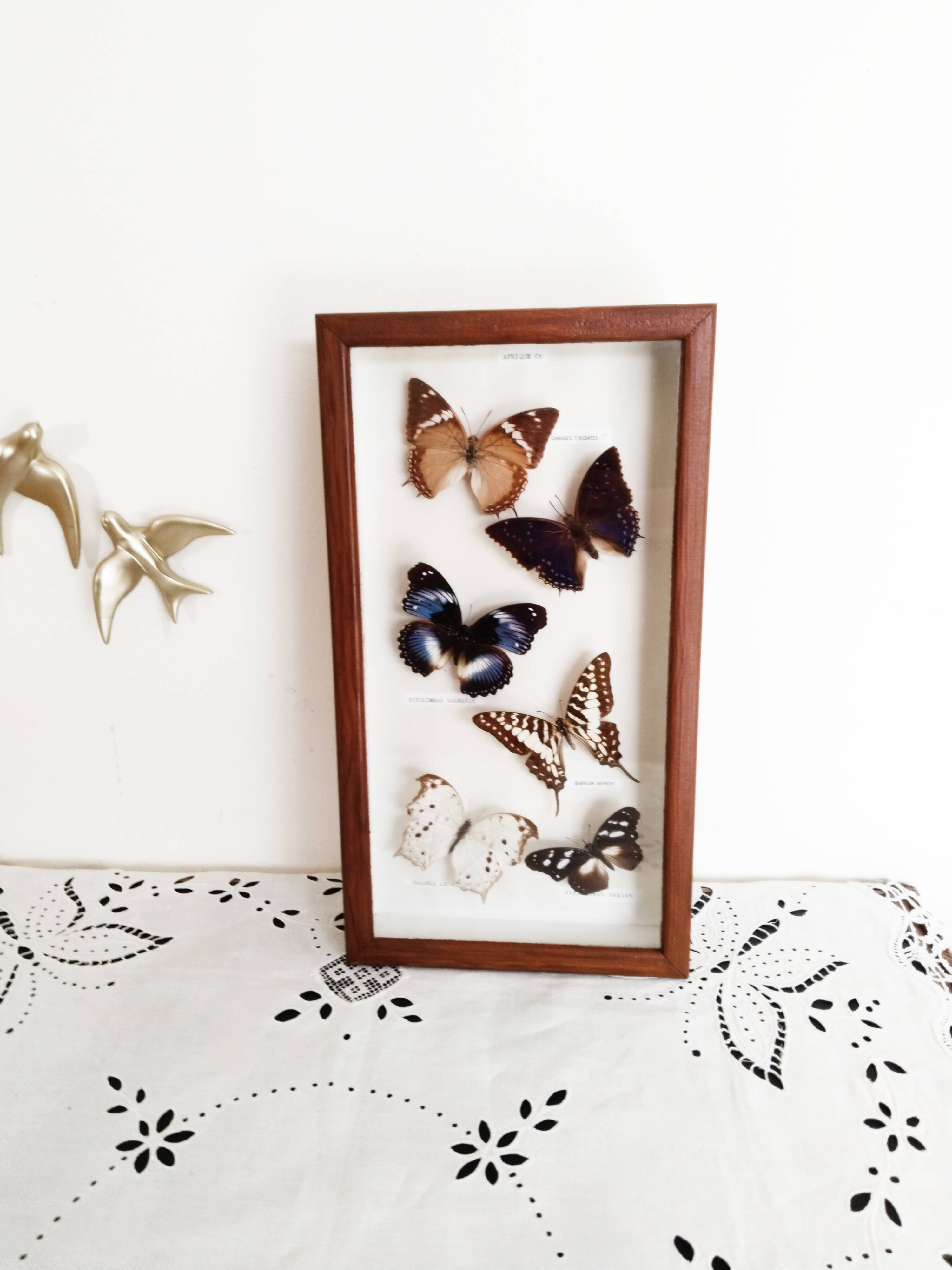 Butterflies stuffed under glass