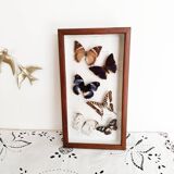 Butterflies stuffed under glass