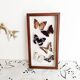 Butterflies stuffed under glass
