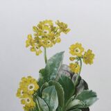 Affiche botanique Fleur  Illustration ancienne années 60