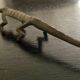 6 porte-couteau crocodile en laiton
