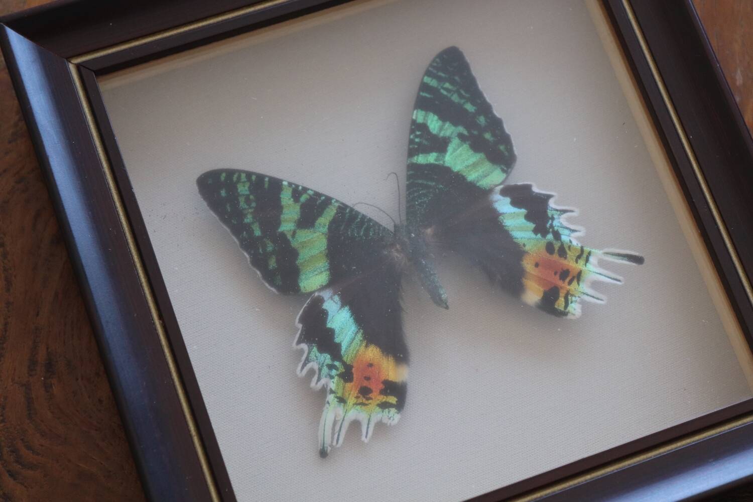 Vintage naturalized butterfly frame