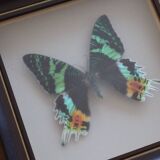 Vintage naturalized butterfly frame
