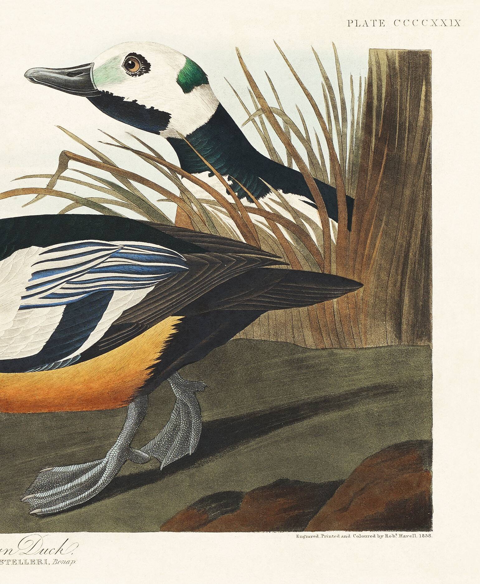 Poster about the Icelandic Goldeneye, based on an old engraving from 1827.