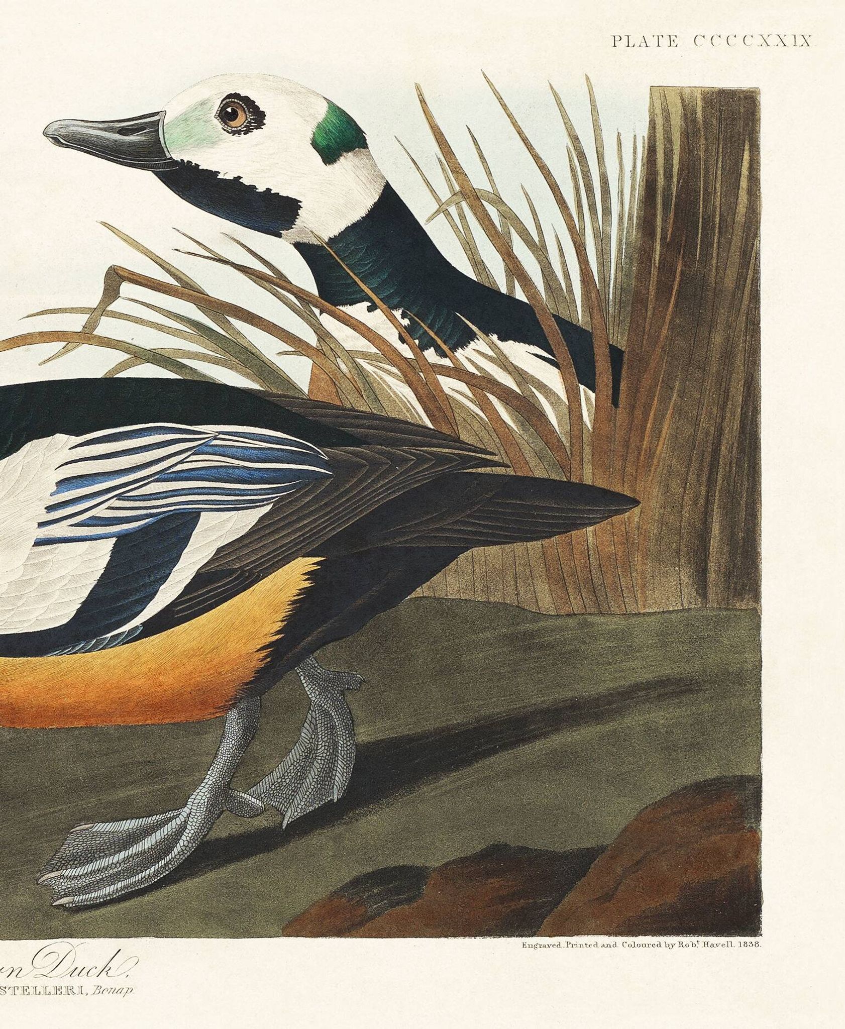 Affiche sur le Garrot d’Islande, d’après une gravure ancienne de 1827.