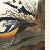 Poster about the Icelandic Goldeneye, based on an old engraving from 1827.