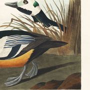 Affiche sur le Garrot d’Islande, d’après une gravure ancienne de 1827.
