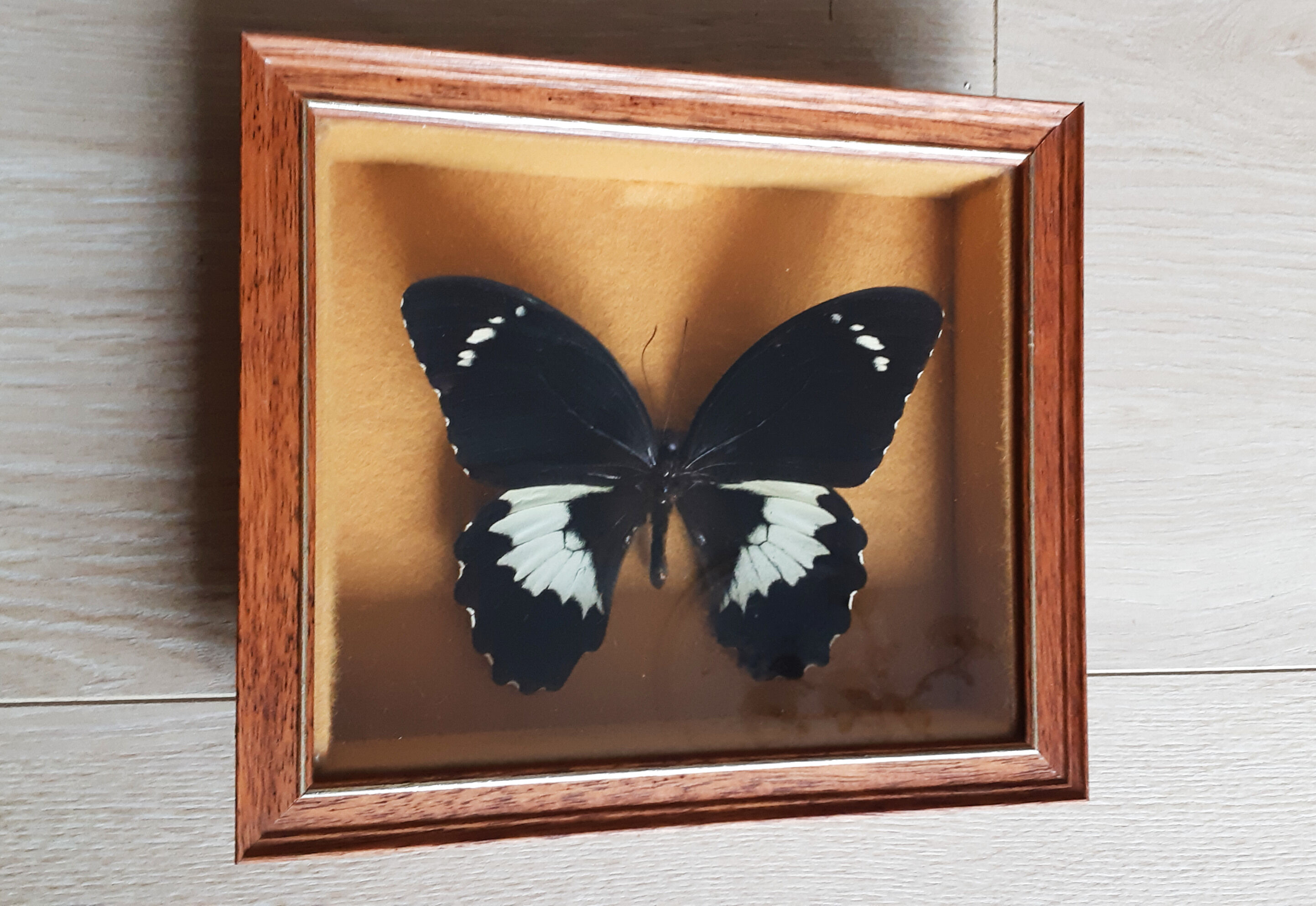 Naturalized butterfly Gambrisius under glass
