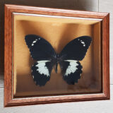 Naturalized butterfly Gambrisius under glass