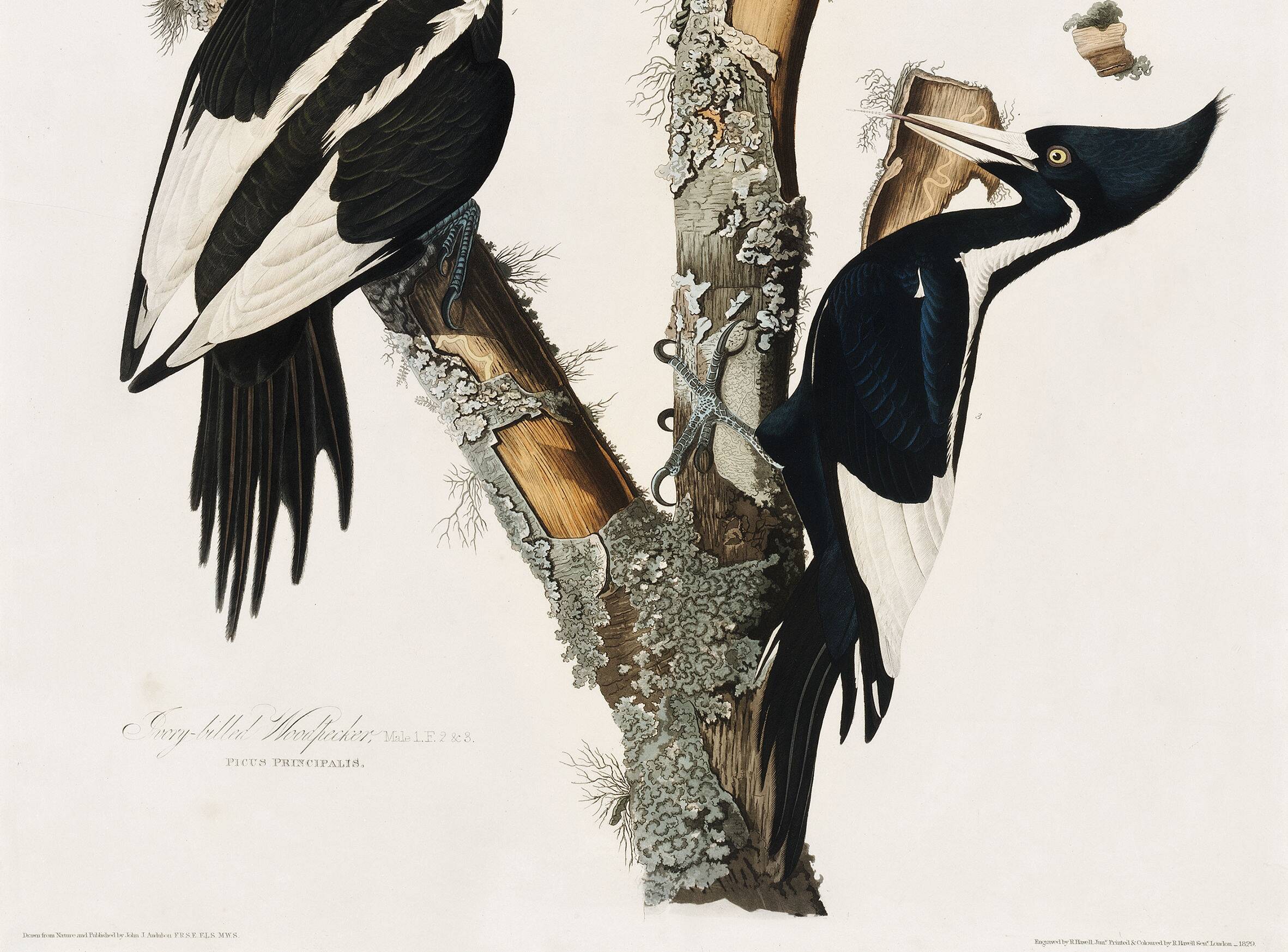 Poster about the Ivory-billed Woodpecker, based on an old engraving from 1827.