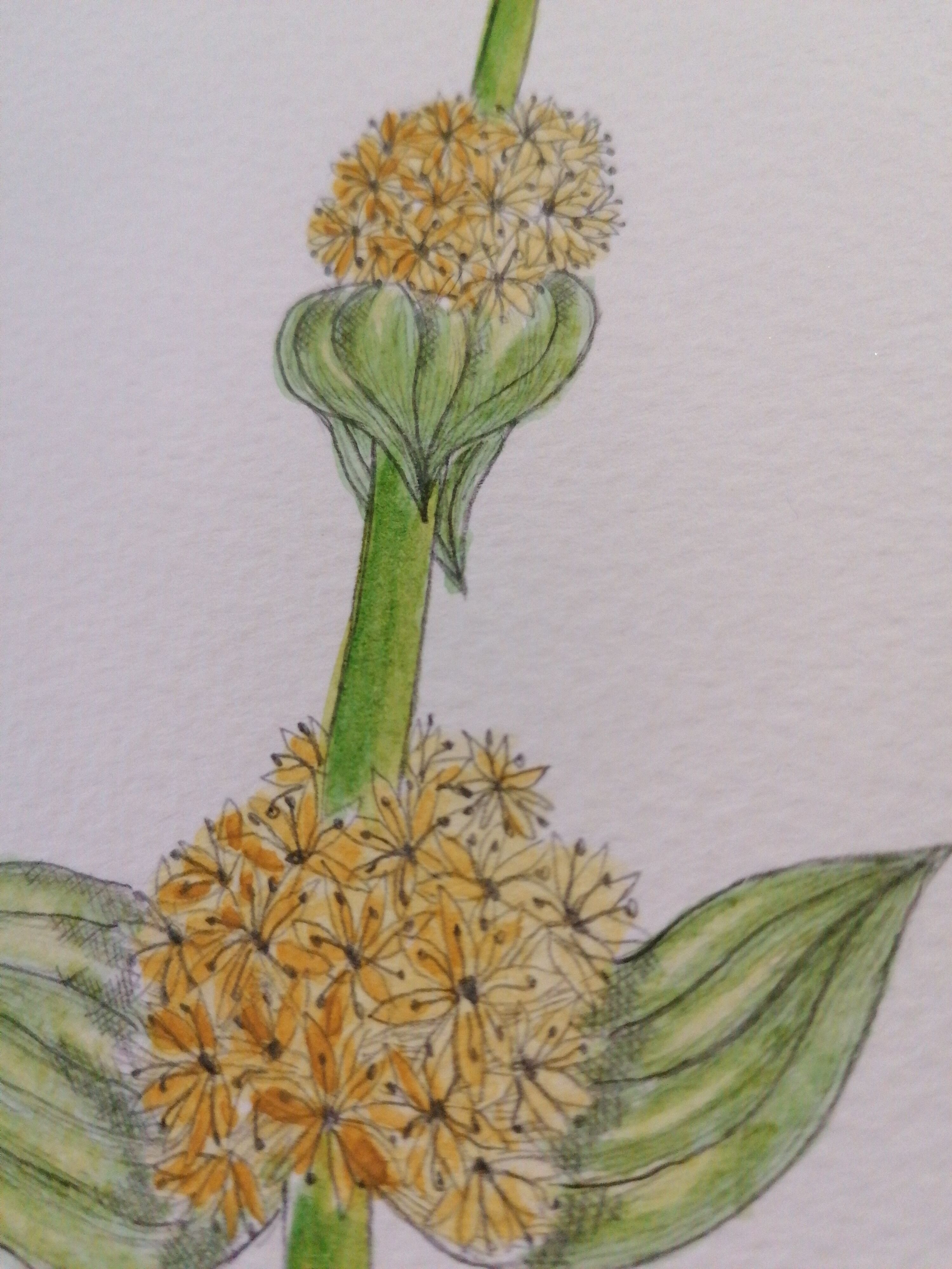 Original botanical illustration. Great gentian