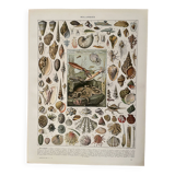Lithograph on molluscs - 1900