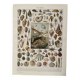 Lithograph on molluscs - 1900