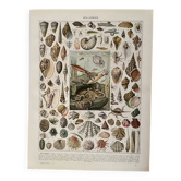 Lithograph on molluscs - 1900