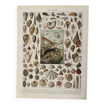 Lithographie sur les mollusques - 1900